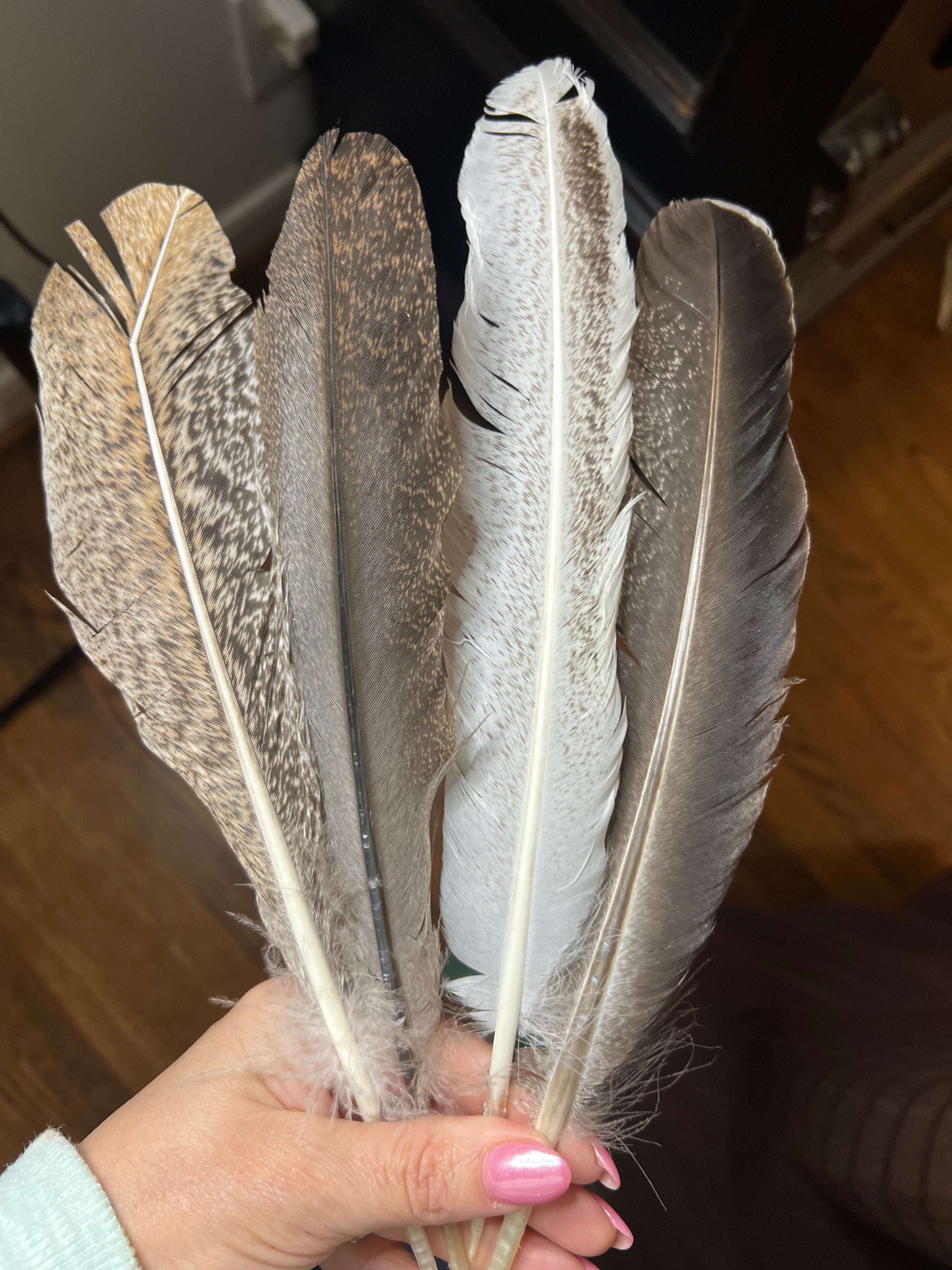 Feather Accents